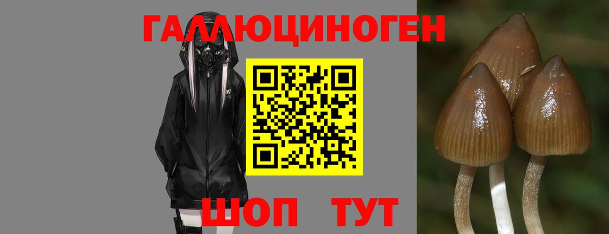 Псилоцибиновые грибы Magic Shrooms  Галлюциногенные грибы GOLDEN TEACHER  Щёкино  Вход с VPN 